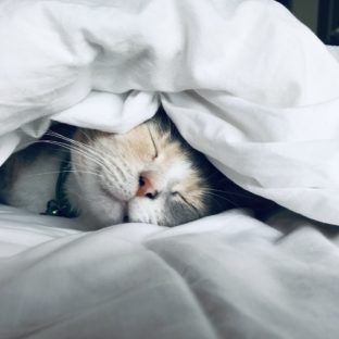不眠症